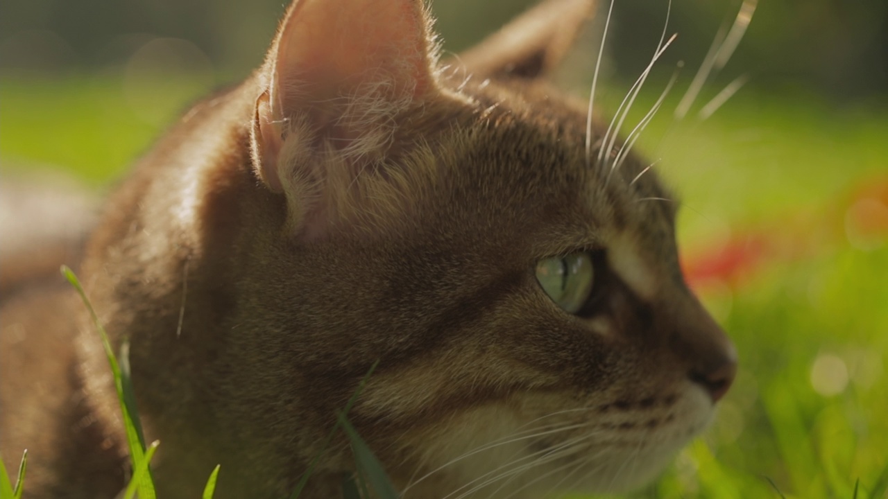 一个女人和她的姜黄色的猫在春天的草地公园散步的特写。视频素材