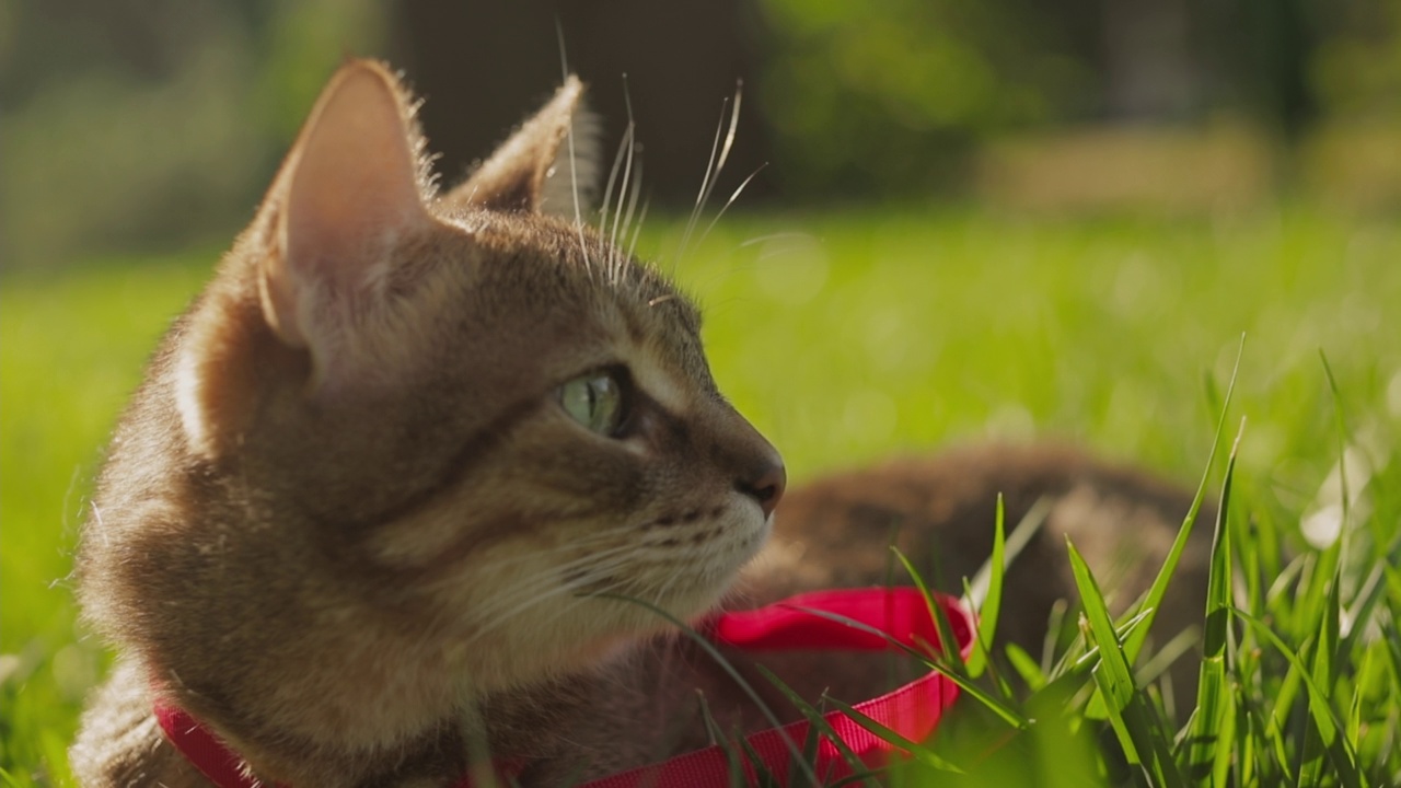 一个女人和她的姜黄色的猫在春天的草地公园散步的特写。视频素材