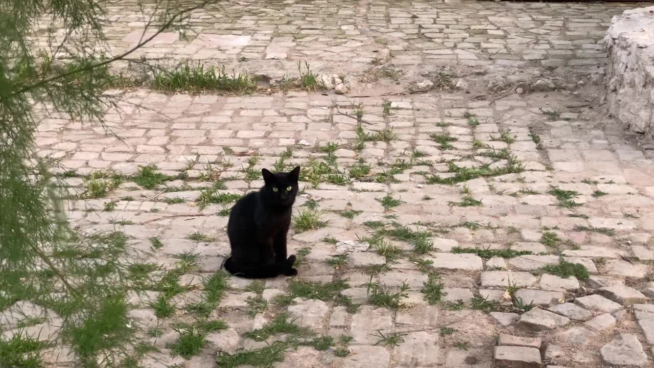 黑猫坐在铺路石上视频素材