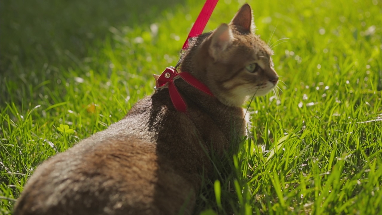 一个女人和她的姜黄色的猫在春天的草地公园散步的特写。视频素材