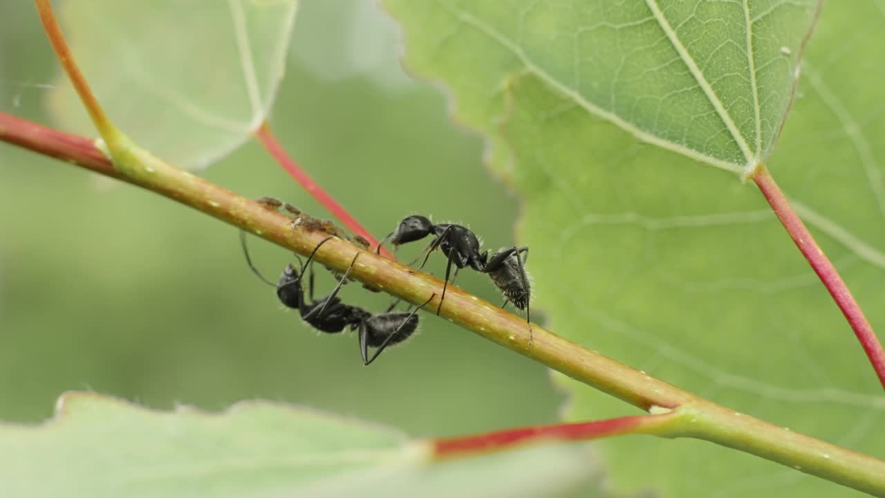 黑蚂蚁保护蚜虫视频下载