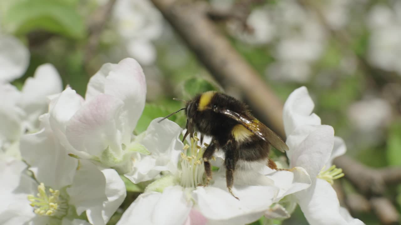 大黄蜂在苹果树花上视频下载