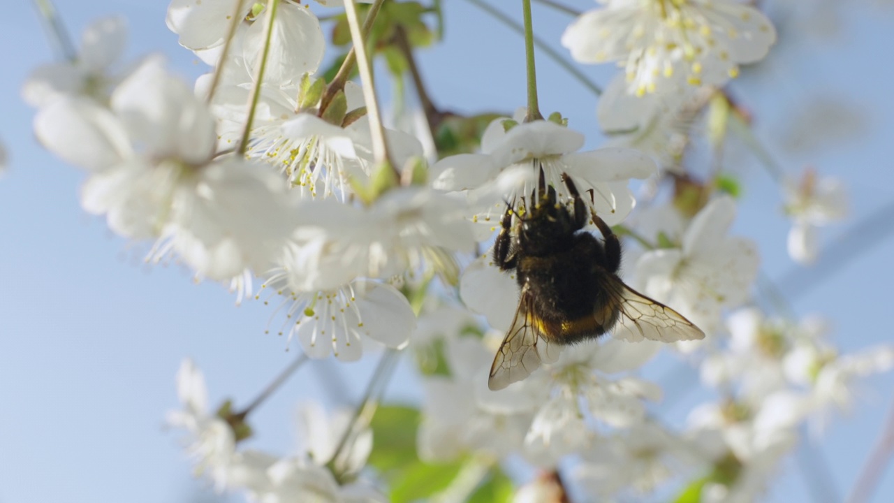 大黄蜂在樱花上视频下载