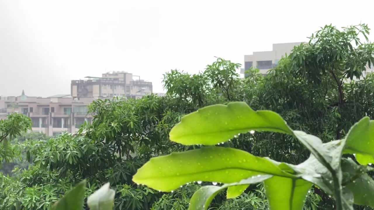 植物叶子上的雨滴视频素材