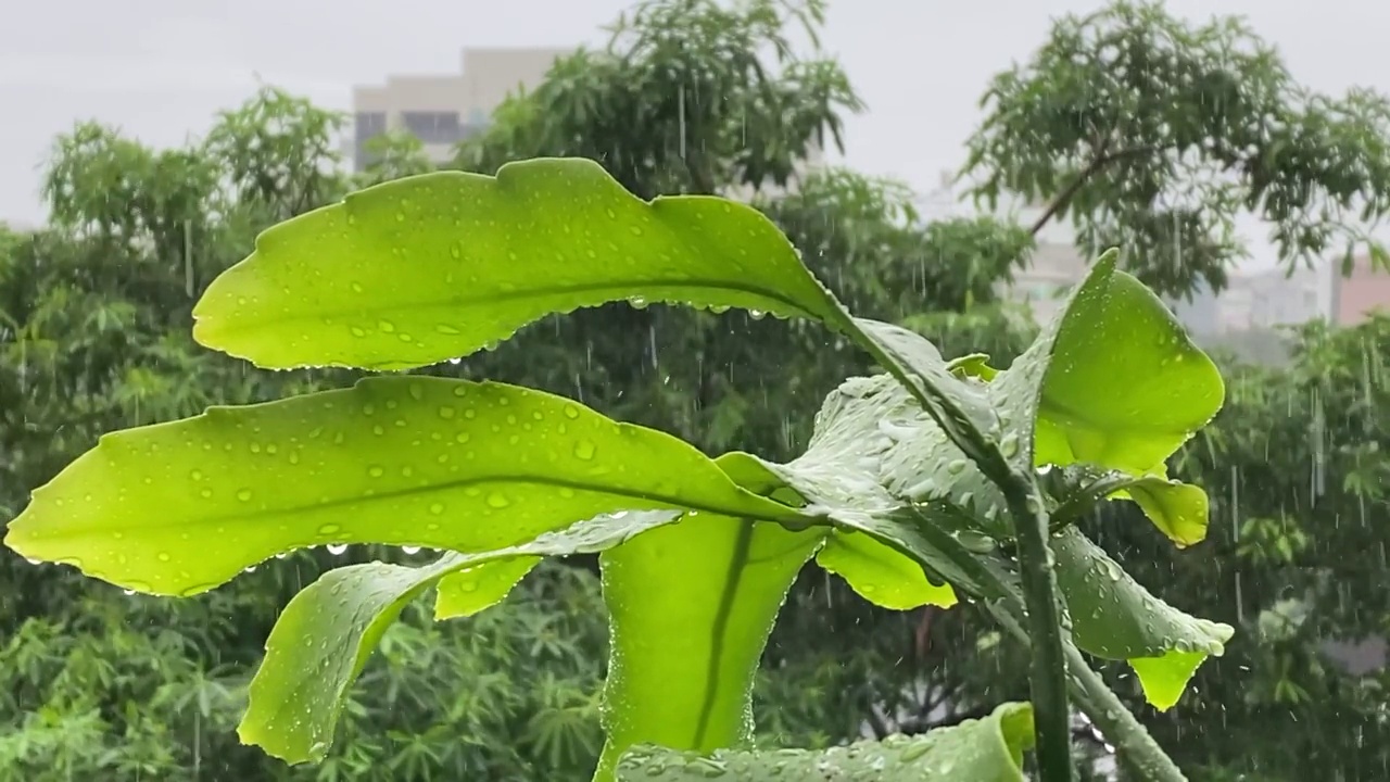 植物叶子上的雨滴视频素材