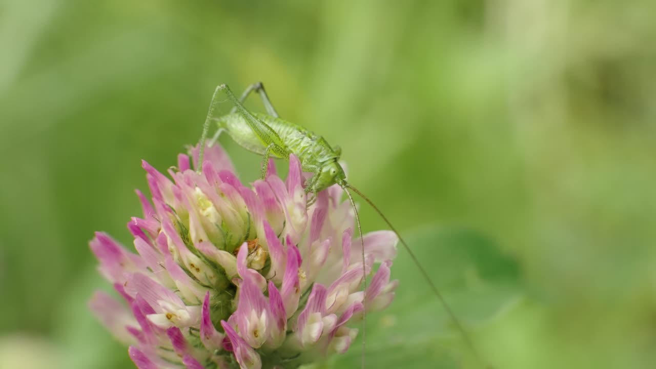 绿色的蚱蜢在粉红色的三叶草花上视频下载