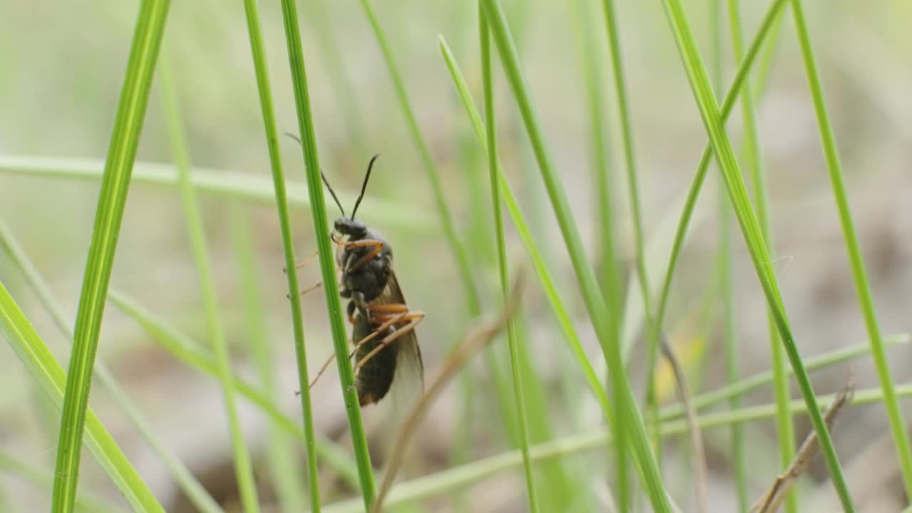 黄蜂蛉科在一片草叶上视频下载