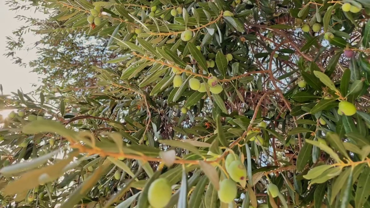 花园里一棵橄榄树的枝条上挂着成熟的青橄榄。橄榄枝在阳光的照耀下缓缓摇曳。种植橄榄作油脂、天然化妆品。橄榄种植园视频素材