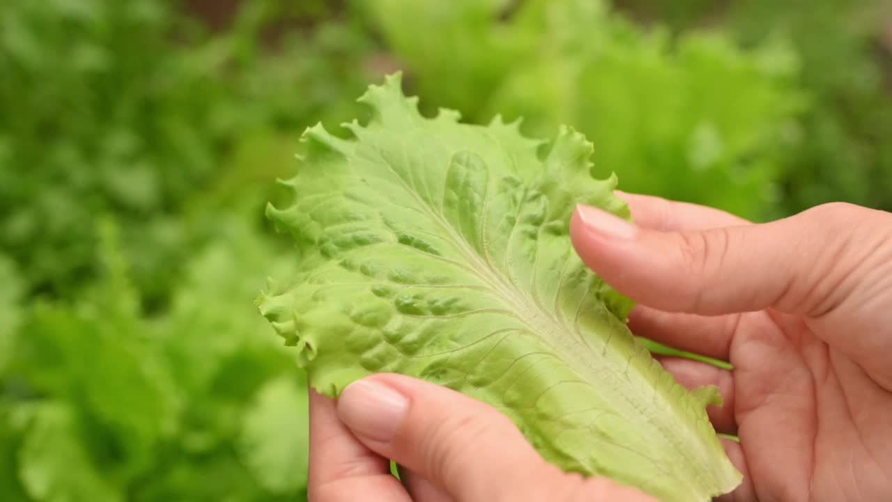 年轻的农妇手里拿着新鲜的生菜叶子在温室里。天然有机健康食品，饮食农业，种植绿色蔬菜。夏天的收获。蔬菜色拉视频素材