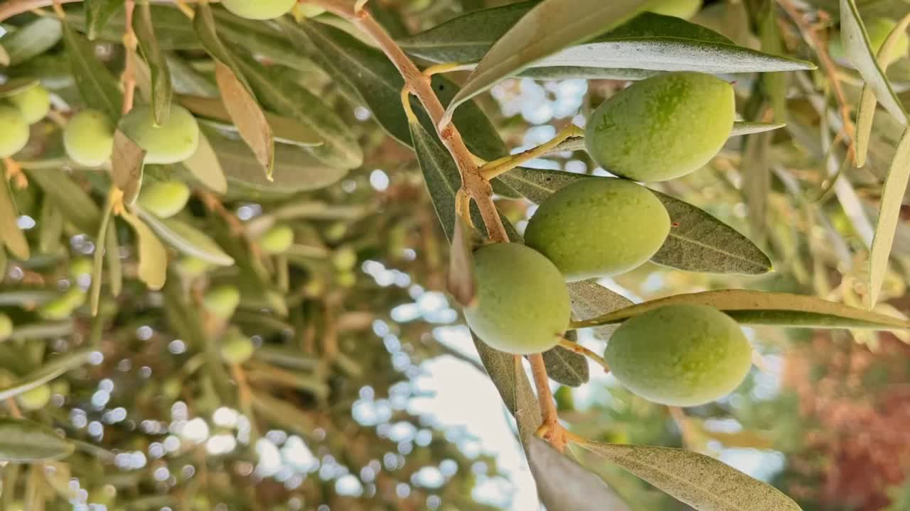 花园里一棵橄榄树的枝条上挂着成熟的青橄榄。橄榄枝在阳光的照耀下缓缓摇曳。种植橄榄作油脂、天然化妆品。垂直镜头视频素材