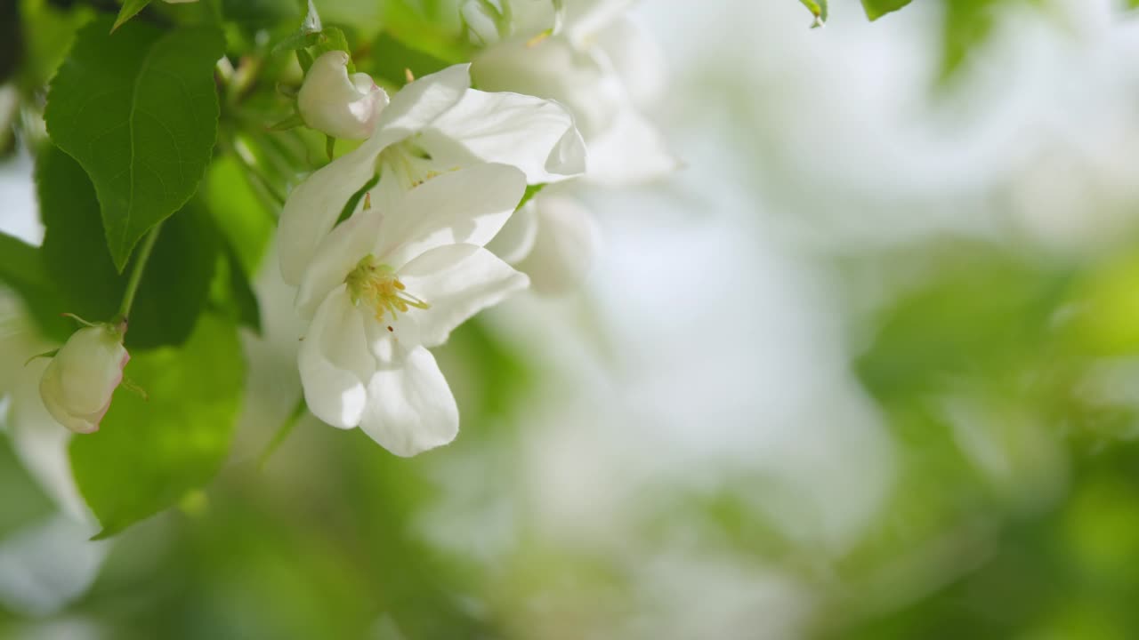 一棵苹果树开花的树枝在风中摇曳。春天苹果树上的苹果花在花园里绽放。视频素材