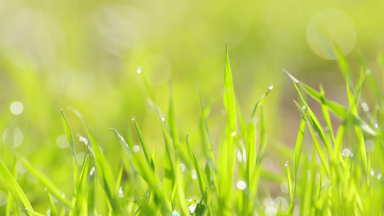 草地上的水滴。绿色环境的概念。露珠落在青草上。视频素材