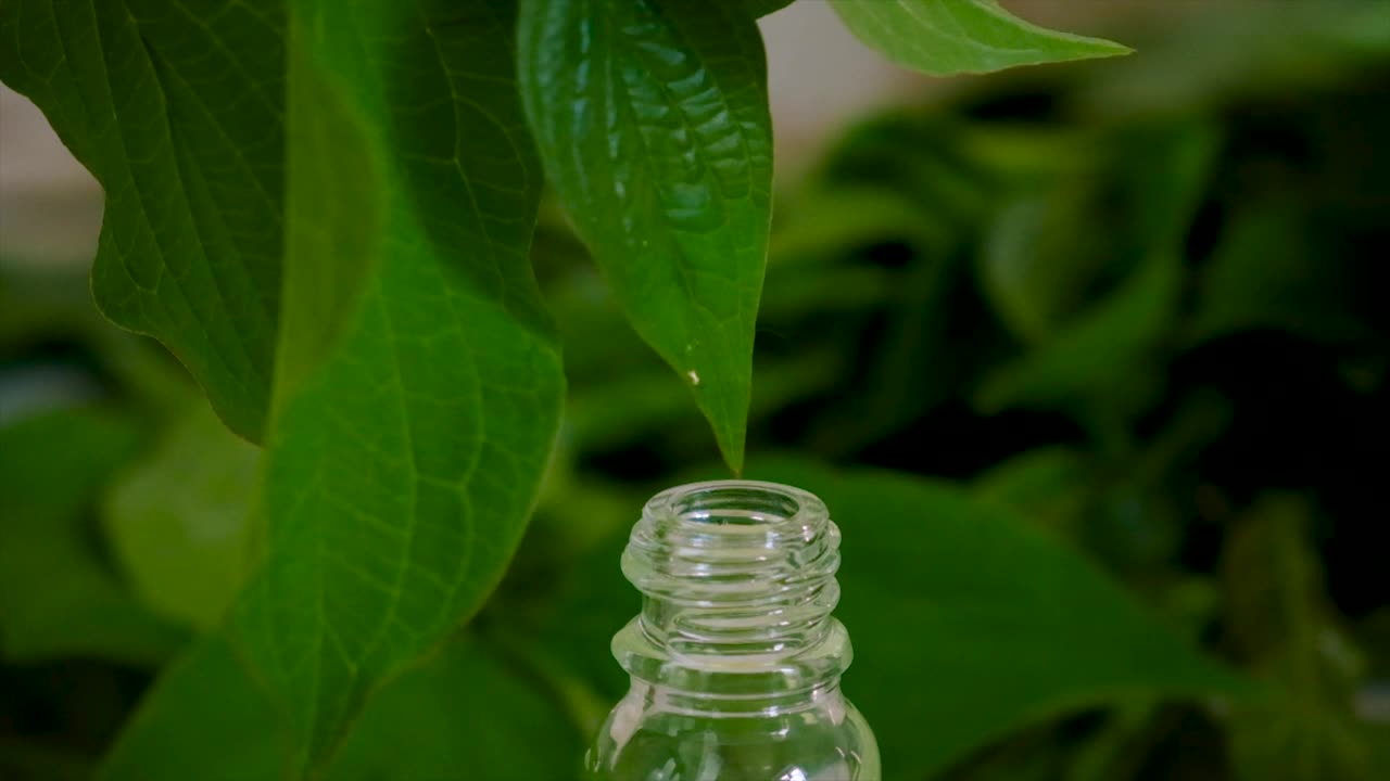 草药提取物装在瓶子里。有选择性的重点。大自然。视频素材