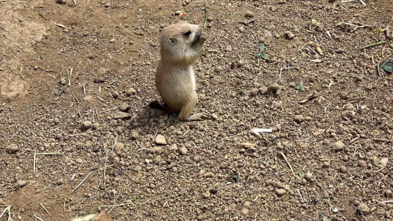 黑尾草原鼠(Cynomys ludovicianus)视频素材