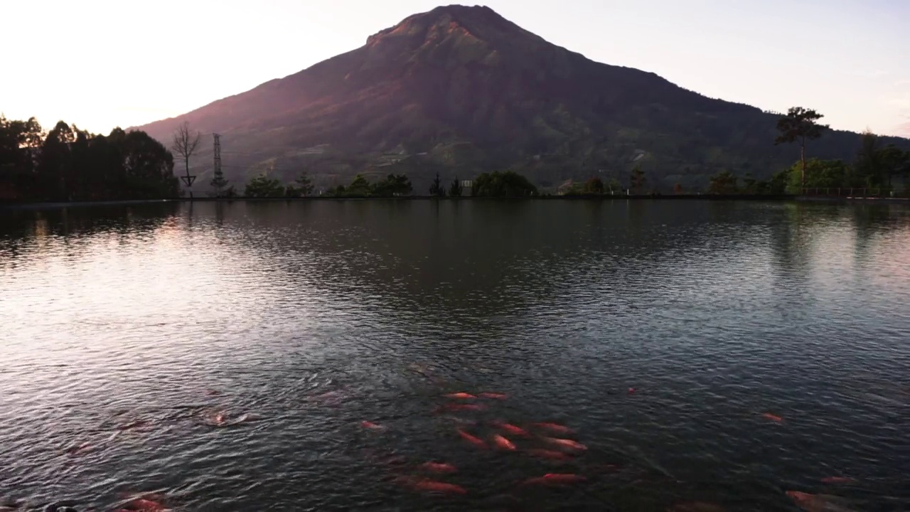 松滨山全景，湖和锦鲤视频素材