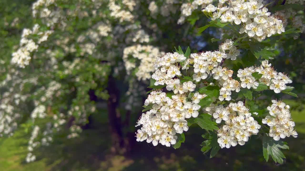 美丽的山楂花视频素材