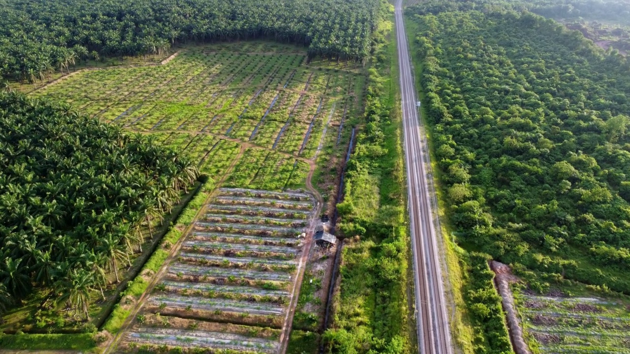 鸟瞰油棕种植园视频素材