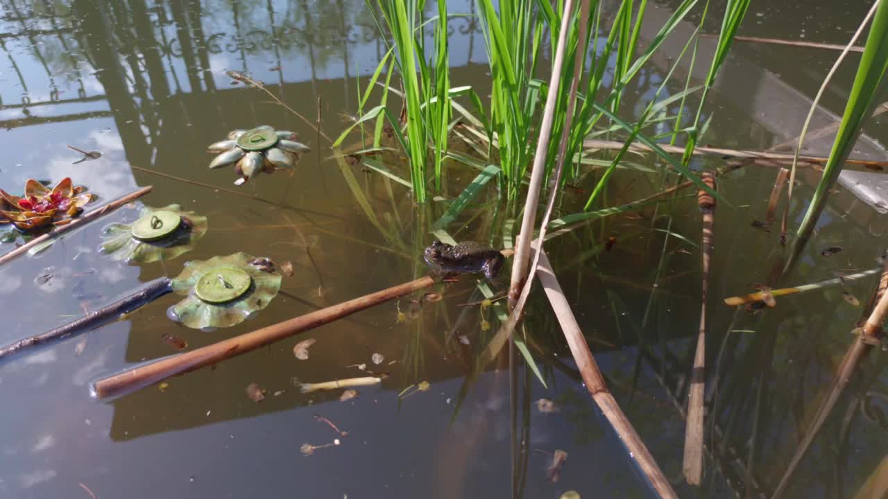 青蛙潜入水下视频素材