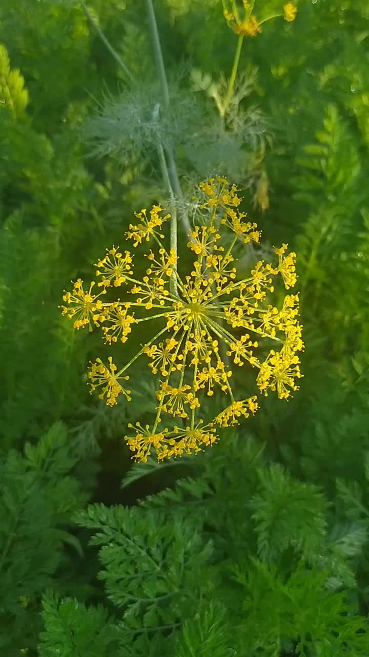 花园里的莳萝视频下载