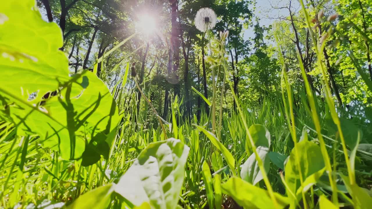 在晴朗晴朗的天气里，从下面俯瞰褪色的白色蒲公英，树冠在背景中，阳光穿过绿色的草地视频素材