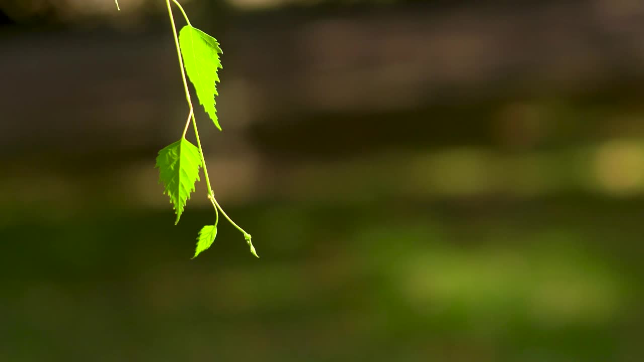 随风摇曳的树叶，自然的背景视频下载