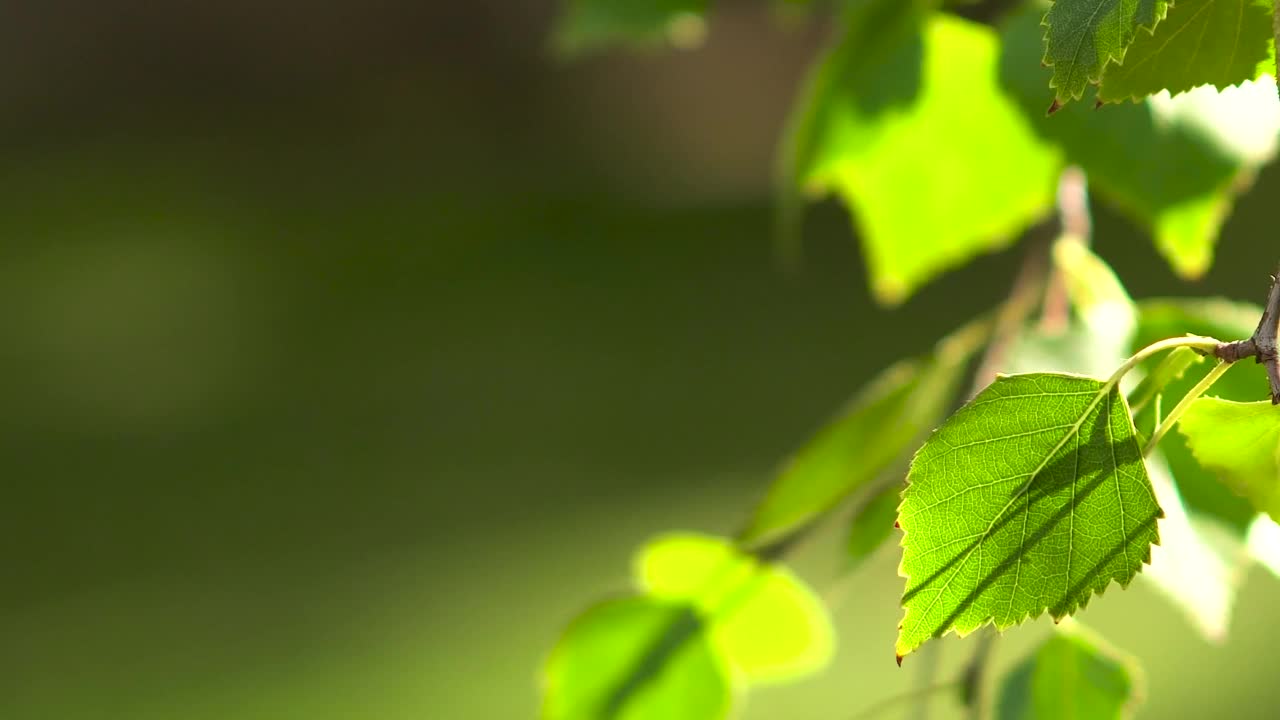 树叶在风中摇曳，阳光明媚的日子，大自然的背景视频素材