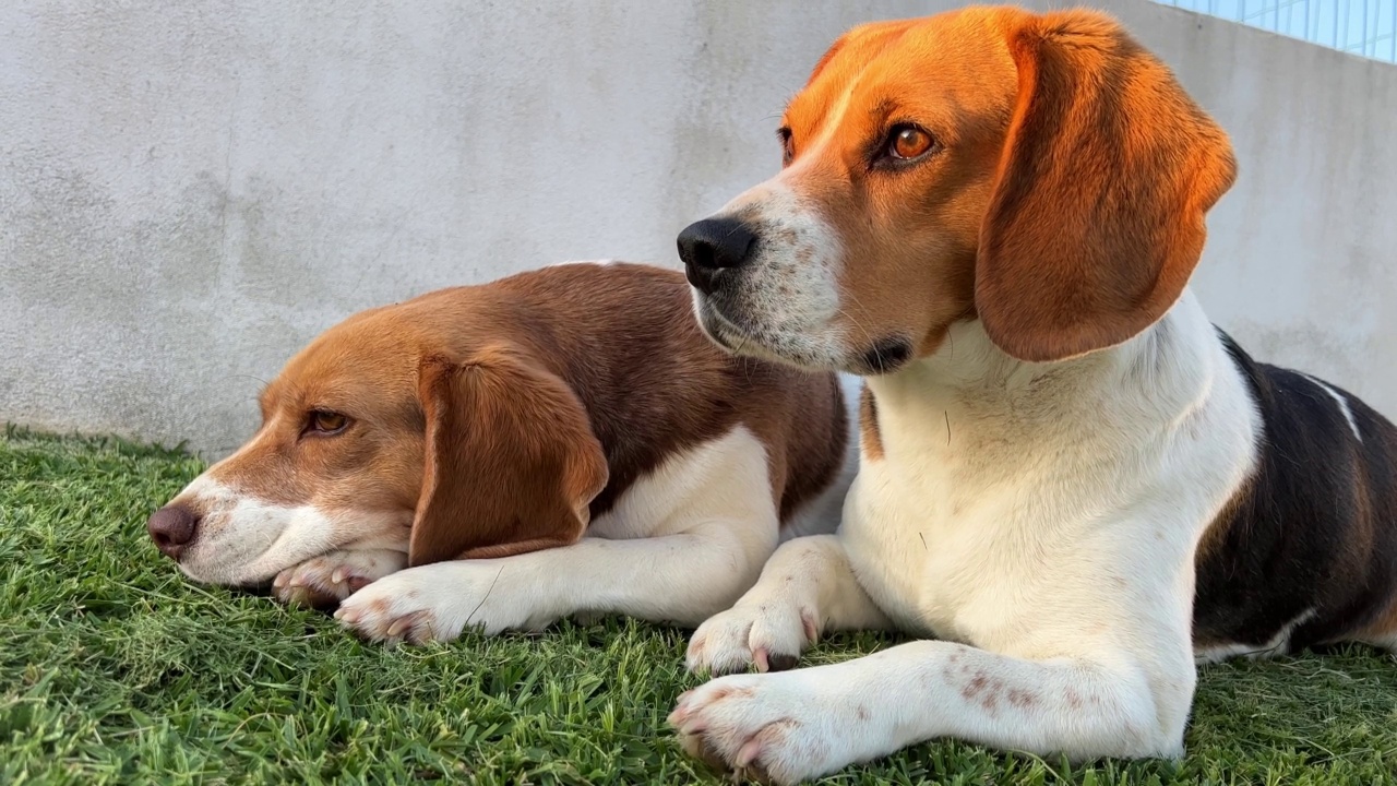 杰克罗素梗是一种猎犬，全身白色，身上有黑色、棕色或橙色的斑点。男孩和女孩休息。高质量4k镜头视频素材