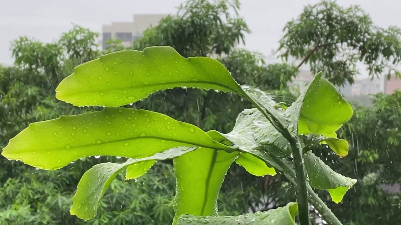 选定焦点雨滴在叶子上视频素材