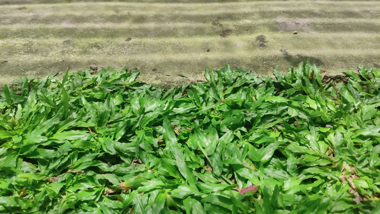 小草木花园中蛛网的影子视频素材