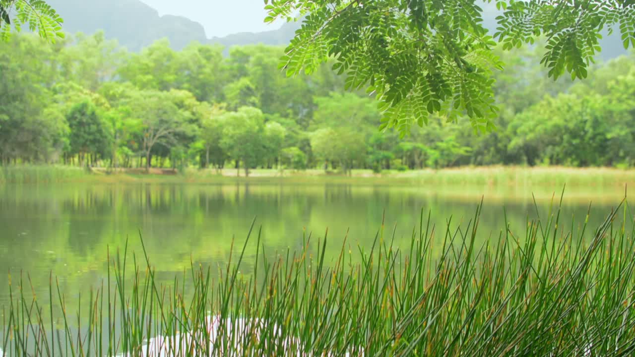 温暖的阳光下，绿叶随风摇曳的天然池塘晨景。视频素材