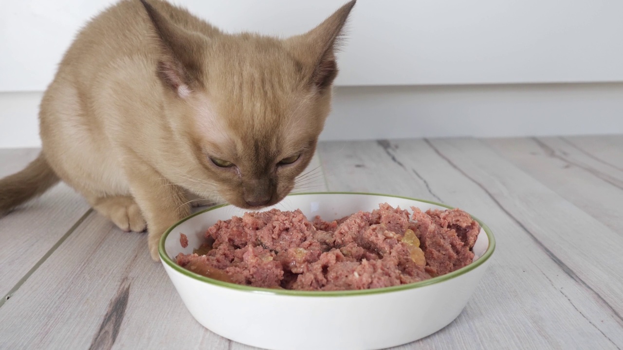 小猫从一个大碗里吃湿的食物。健康的猫粮和宠物体重控制，不吃干粮视频素材