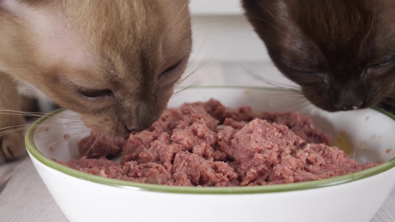 小猫从一个大碗里吃湿的食物。健康的猫粮和宠物体重控制，不吃干粮视频素材