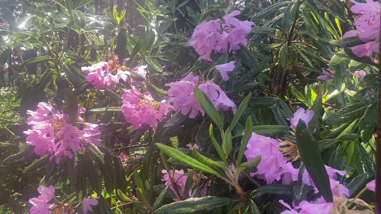 美丽的杜鹃花杜鹃花在雨林下夏天的雨。视频素材