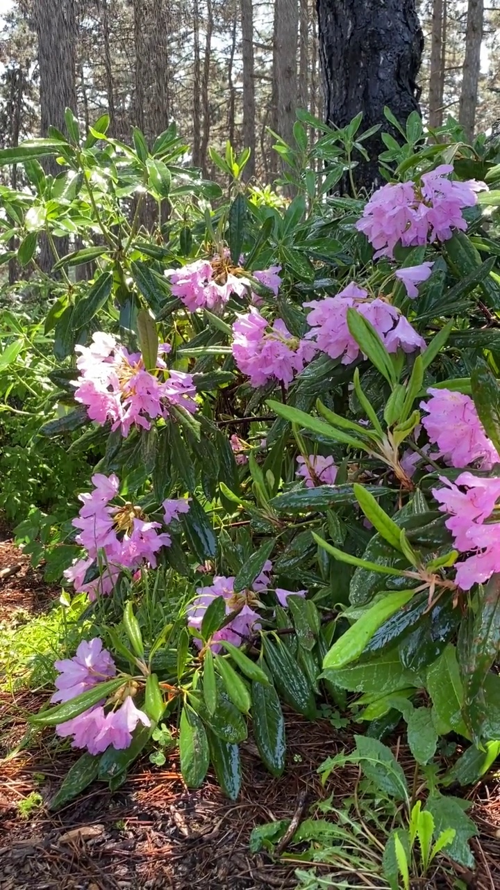 粉红色杜鹃花杜鹃花在夏季雨林下。视频素材