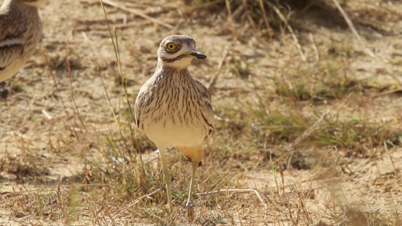 石路(Burhinus oedicnemus)视频素材