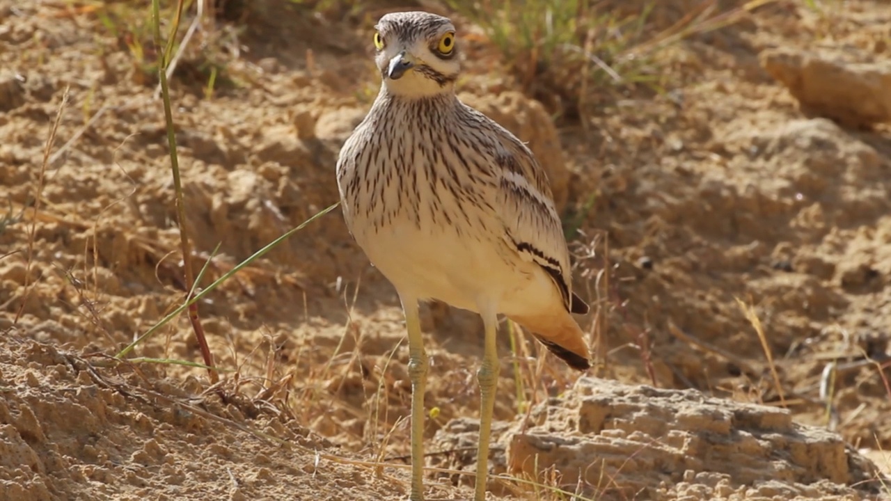 石路(Burhinus oedicnemus)视频素材