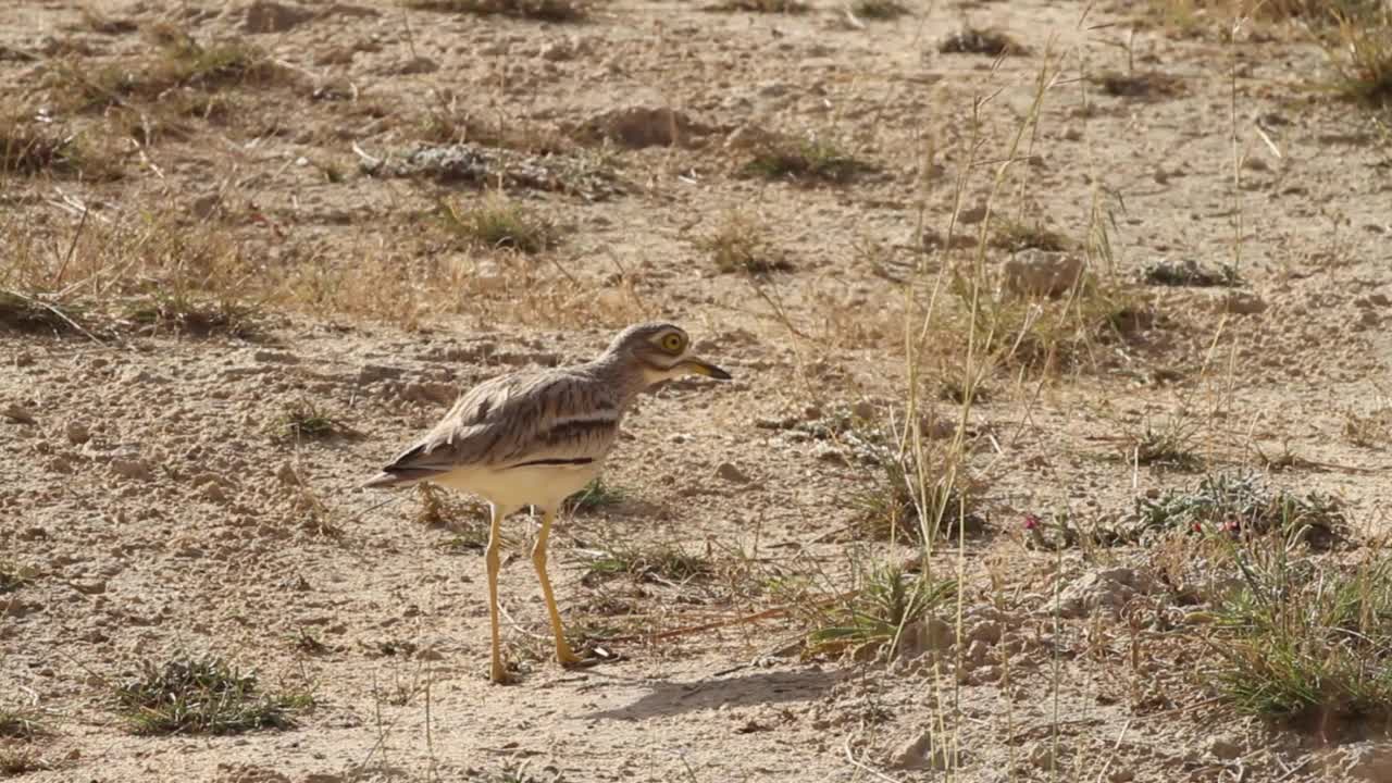 石路(Burhinus oedicnemus)视频素材