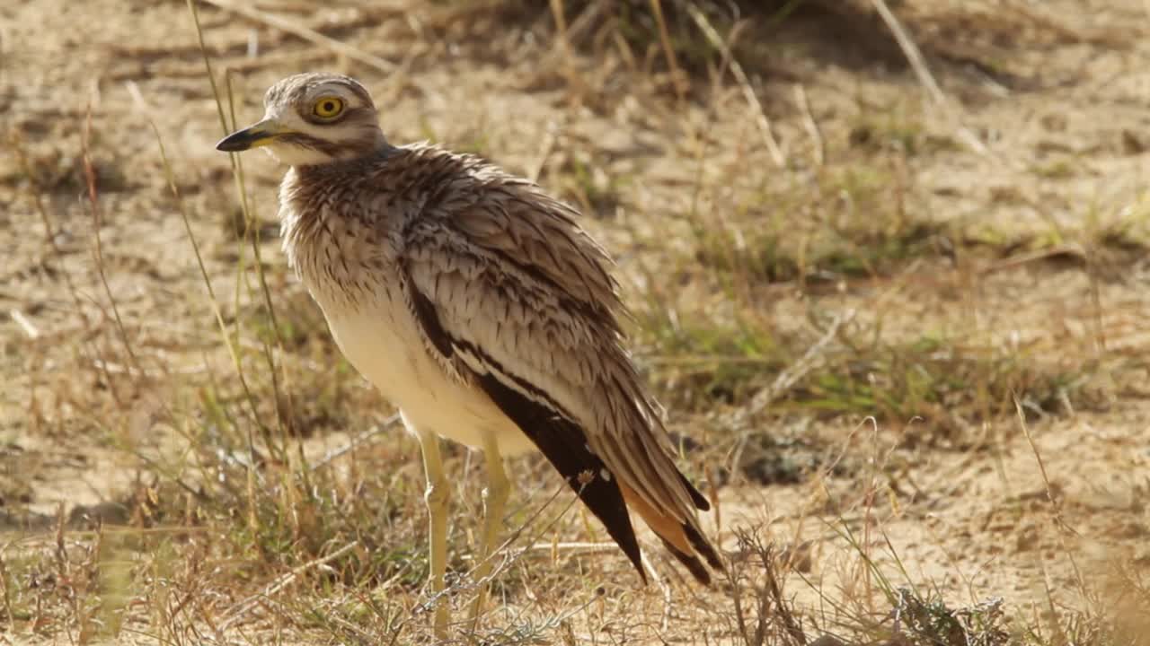 石路(Burhinus oedicnemus)视频素材