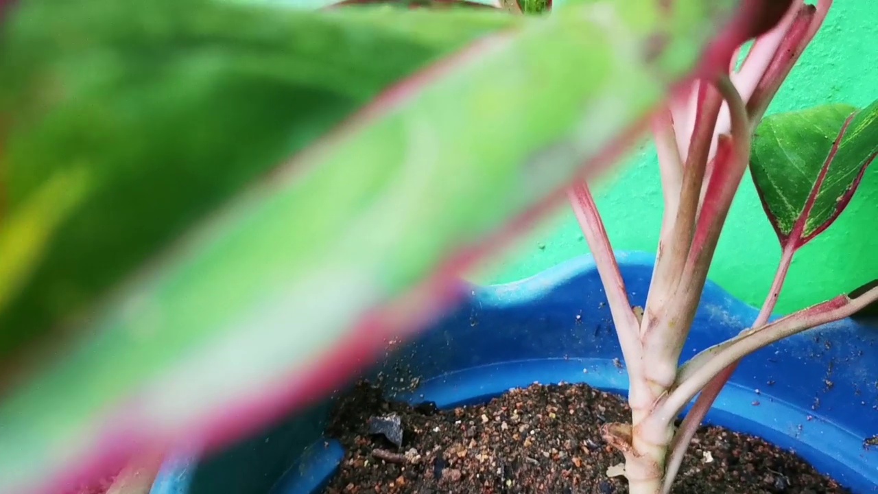 芋头属观赏植物。视频素材