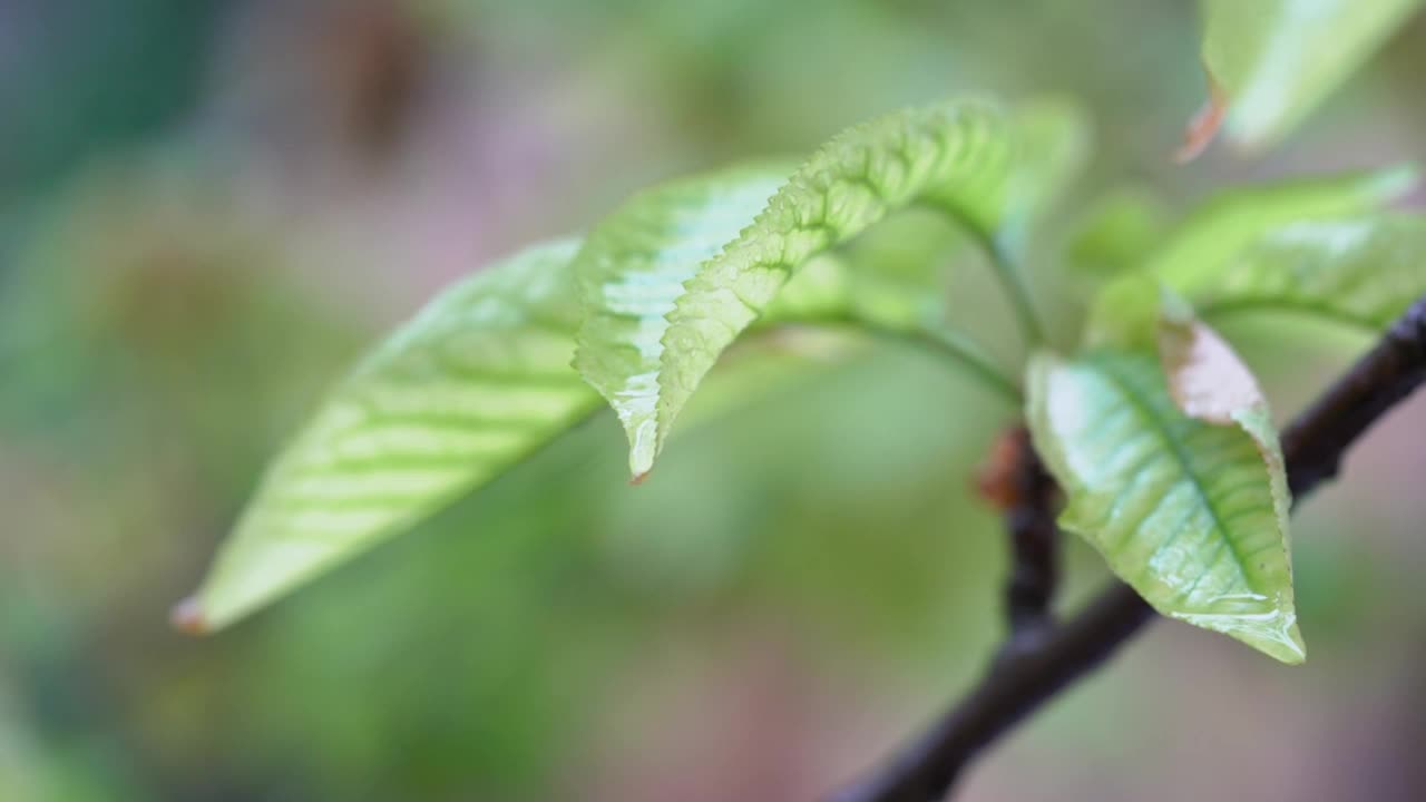 树叶和雨滴视频素材