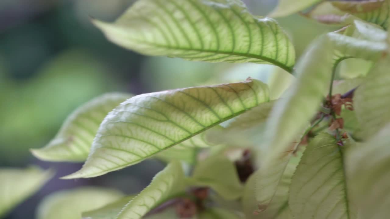 树叶和雨滴视频素材