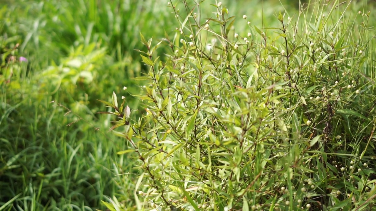 绿油油的小草在风中飘舞，如此美丽视频素材