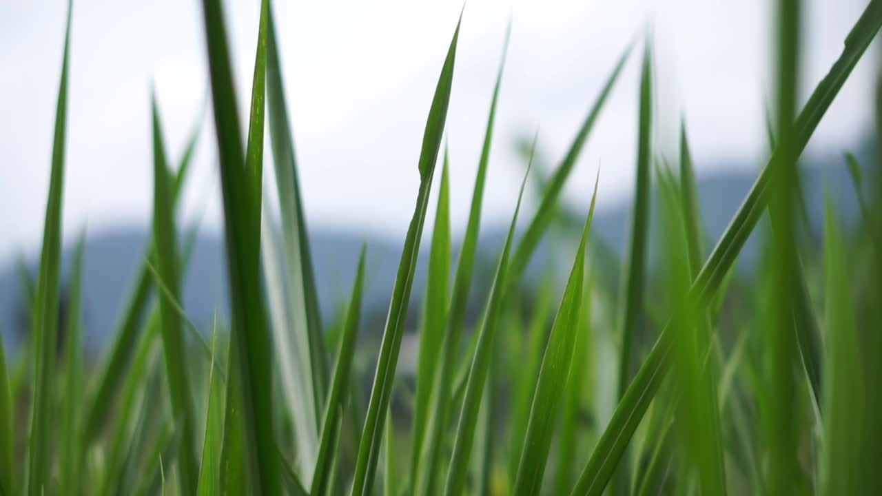 绿油油的小草在风中飘舞，如此美丽视频素材