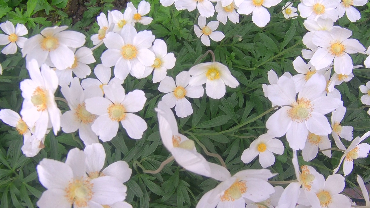 洋甘菊花卉视频素材