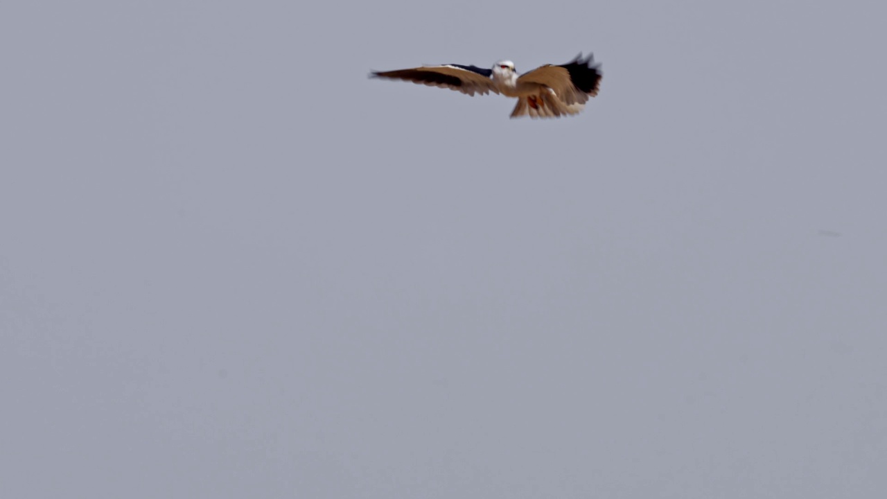 黑翼风筝(Elanus caeruleus)，也被称为黑肩风筝视频素材