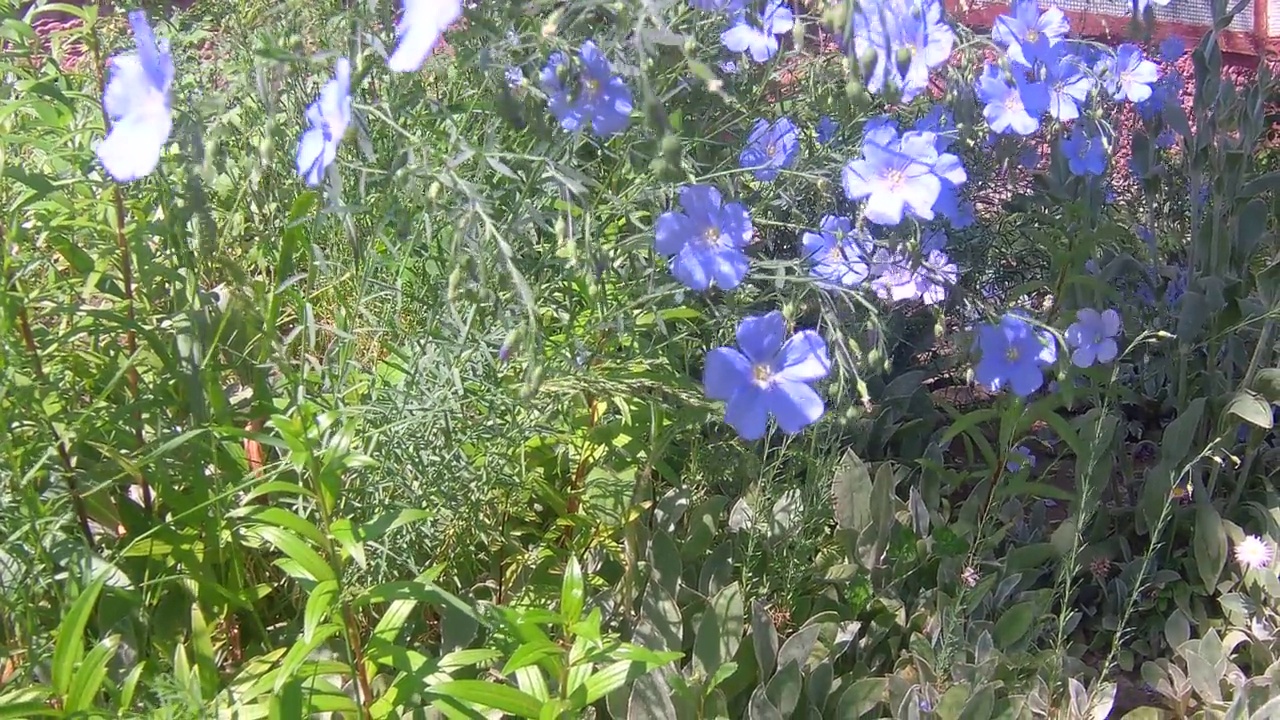 花坛里的花视频素材