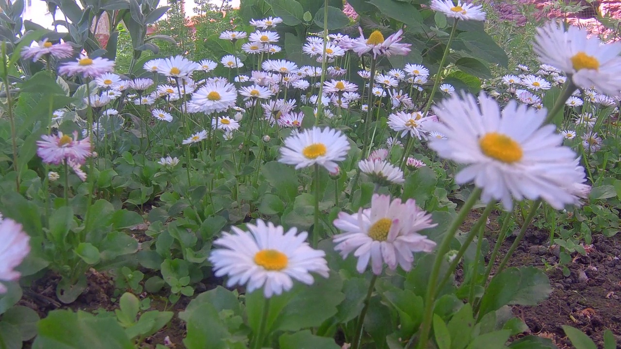 场雏菊视频素材