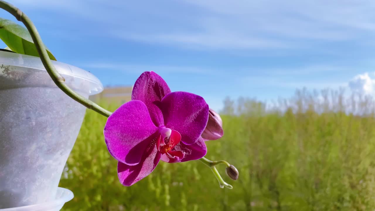 窗台上花盆里的兰花。背景是天空和树木。兰花属植物，称为蝴蝶兰或法拉。视频素材