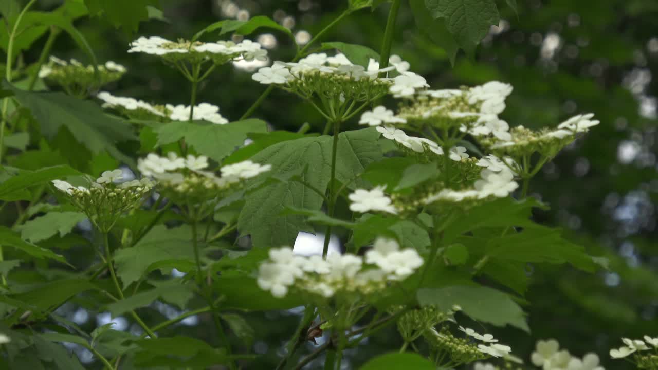 花荚莲属的植物视频素材