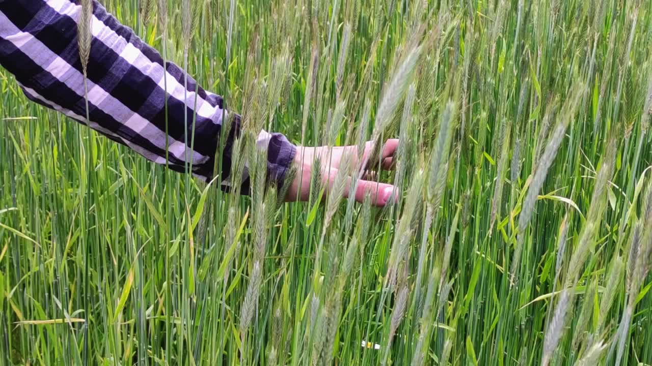 一位男性农民在夕阳下走过黑麦麦田，用手触摸着黑麦和小麦的绿色穗。一个农民的手触摸麦田里的黑麦穗，检查他的收获。农业。视频素材